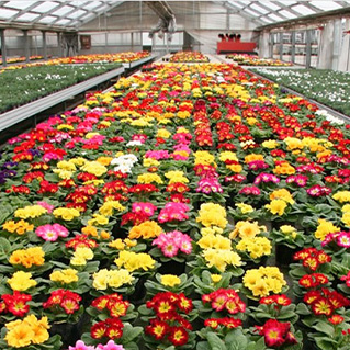 鴻巣産の花